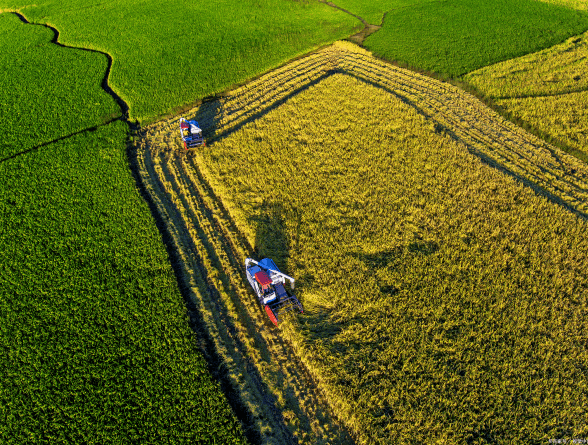 （圖：農(nóng)作物）